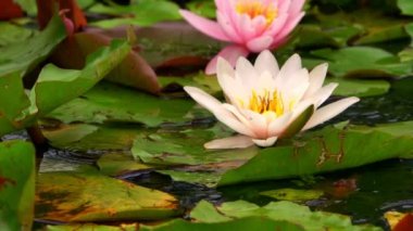 Gölde Nilüfer Çiçekleri ve Zambak Pedleri