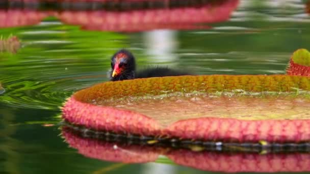 Flores Hojas Loto Agua Pato — Vídeos de Stock