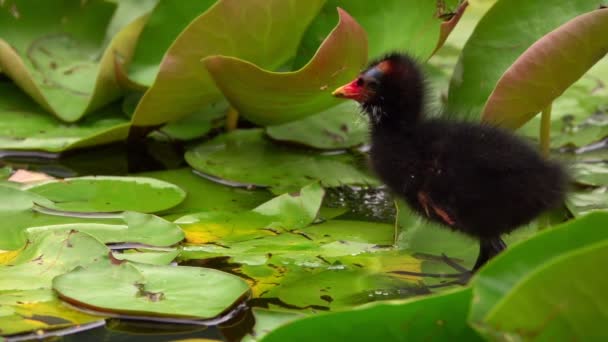 Lotus Bloemen Bladeren Water Eend — Stockvideo