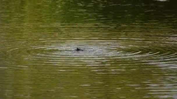 Gocce Onde Acqua Sul Lago — Video Stock