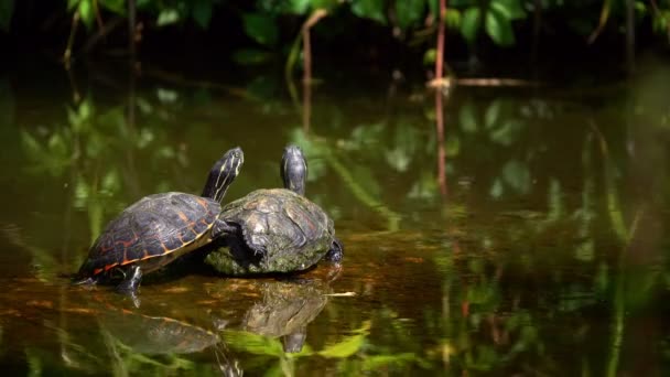 Tartarughe Sul Lago Acqua — Video Stock