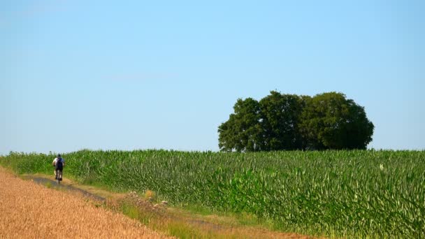 Jazda Rowerem Pobliżu Corn Field — Wideo stockowe