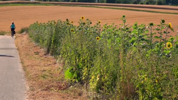 Montar Bicicleta Campo Girasoles — Vídeos de Stock