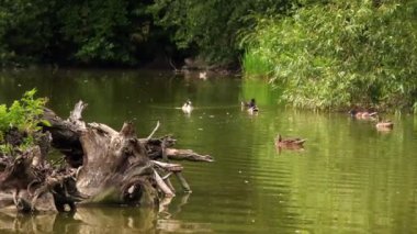 Yeşil Göl ve Ördekler üzerinde Kuru Ağaç Woods