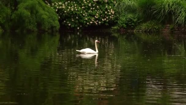 Green Lake Och Swan — Stockvideo