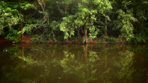 Natureza Verde Lago — Vídeo de Stock