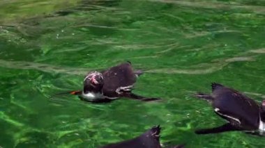 Yeşil Saf Suda Hayvan Pengueni