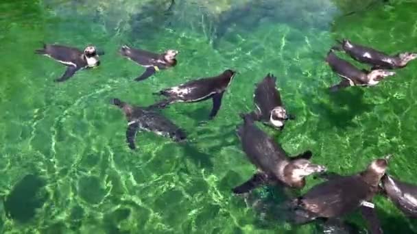 Dierlijke Pinguïn Groen Zuiver Water — Stockvideo