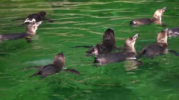 緑の純粋な水の動物ペンギン — ストック動画