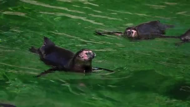 Pingüino Animal Agua Pura Verde — Vídeo de stock