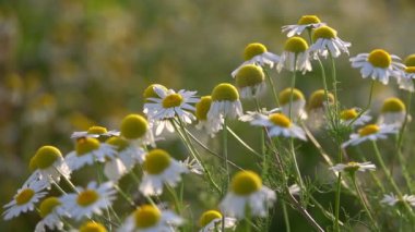 Doğada beyaz papatya