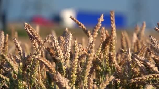 Wheat Blurry Traffic — Stock Video