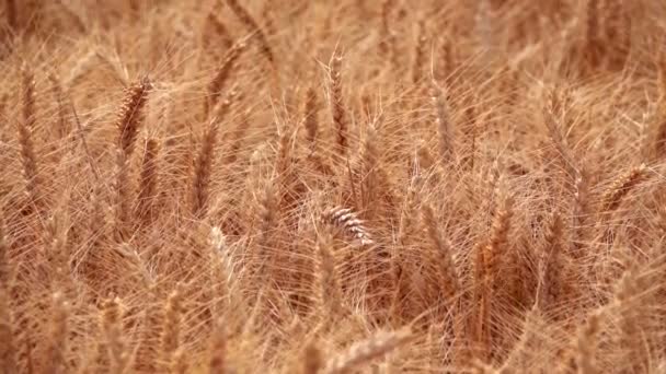 Пшеничне Поле Природі — стокове відео