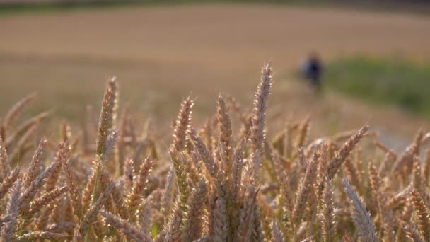Пшеничное Поле Природе — стоковое видео