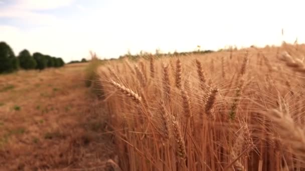 Пшеничное Поле Природе — стоковое видео