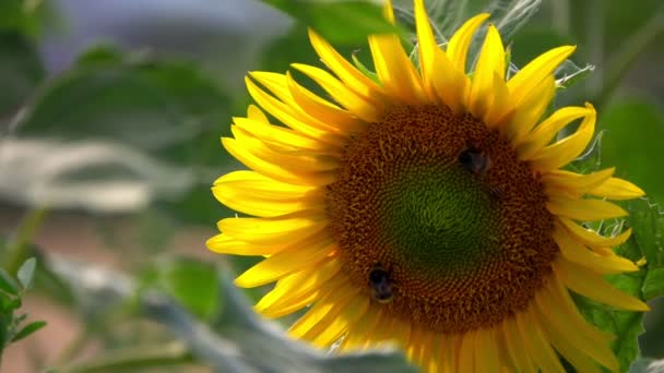Tournesol dans le champ dans la nature 