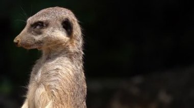  Memeli Hayvan Sevimli Meerkat