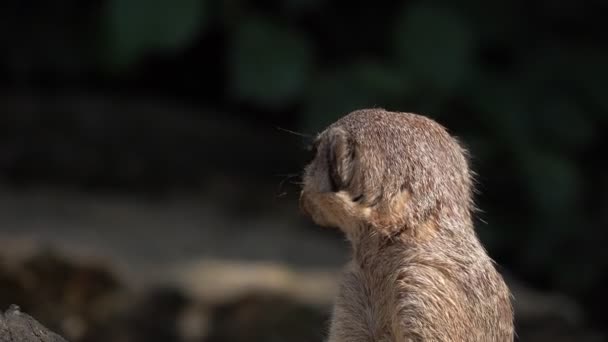 Млекопитающие Милый Сурикат — стоковое видео