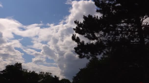 Σύννεφα Και Δέντρο — Αρχείο Βίντεο