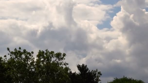 Nuvens Árvore — Vídeo de Stock