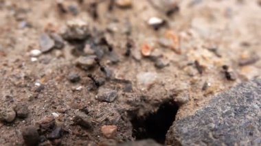 Topraktaki Böcek Karıncaları