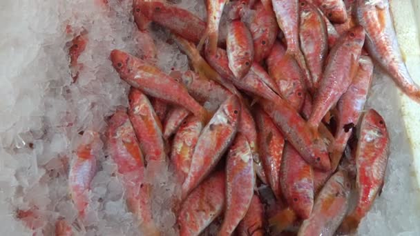 Peixes Gelo Loja Peixe — Vídeo de Stock