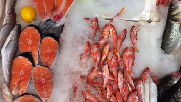 Poissons Sur Glace Magasin Poisson — Video