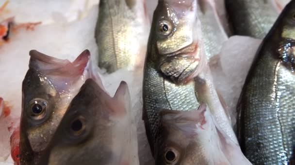 Pesci Sul Ghiaccio Nel Negozio Pesce — Video Stock