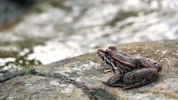 瀑布附近的青蛙 — 图库视频影像