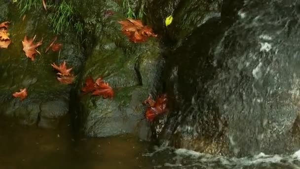 Vista Cascada Naturaleza — Vídeos de Stock