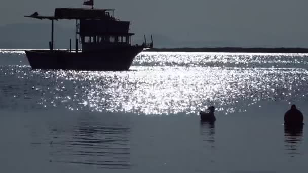 Barcos Pesca Gaivotas — Vídeo de Stock
