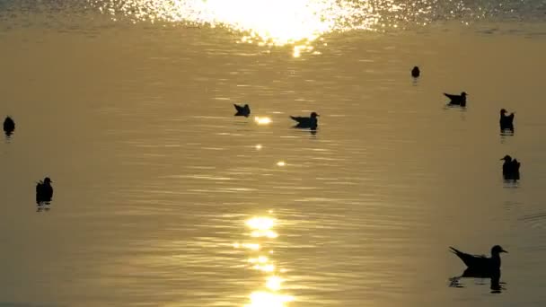 Fiskmås Och Lugnt Havsvatten — Stockvideo