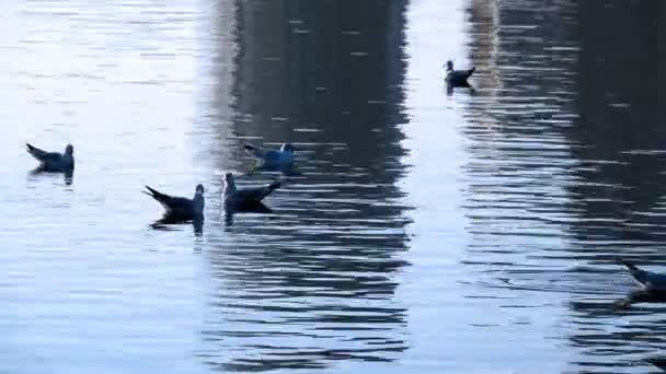 Fiskmås Och Lugnt Havsvatten — Stockvideo