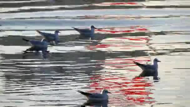 Pescărușul Apa Calmă Mare — Videoclip de stoc