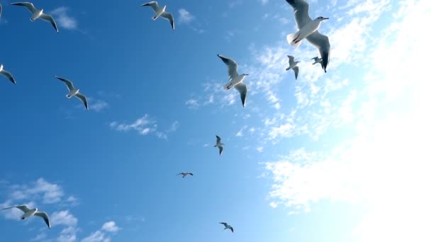 Gaivotas Voando Céu Azul — Vídeo de Stock