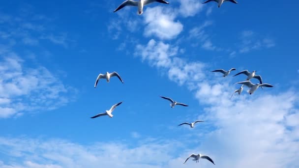 Möwen Fliegen Blauen Himmel — Stockvideo