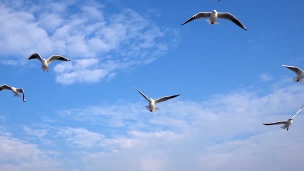 Seagulls Flying Blue Sky — Stock Video