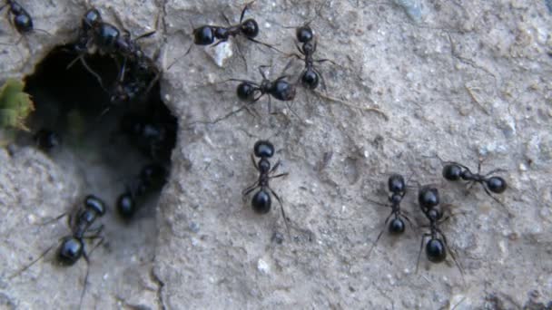 Έντομα Μυρμήγκια Ζώων Στο Έδαφος — Αρχείο Βίντεο