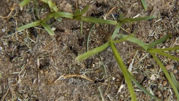 Fourmis animales d'insectes sur le sol  