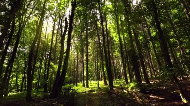 La forêt et la lumière du soleil 