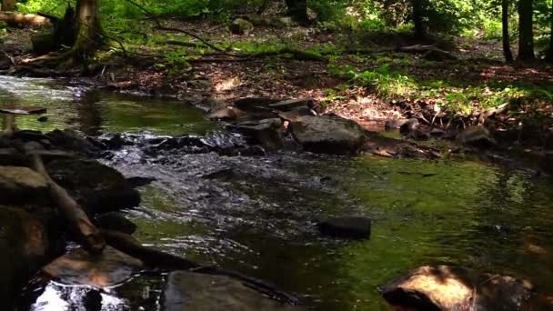 大自然的溪流 — 图库视频影像
