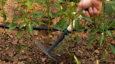 Toprak tarımı kavramının sürülmesi