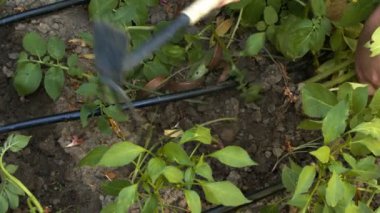 Toprak tarımı kavramının sürülmesi