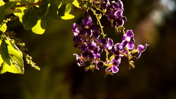 Flores Púrpuras Viento — Vídeos de Stock