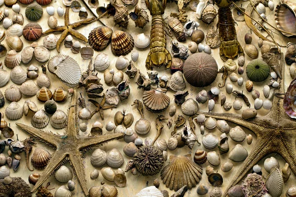 Abstrato Decorativo Seco Seashells Natural Concept Photo — Fotografia de Stock