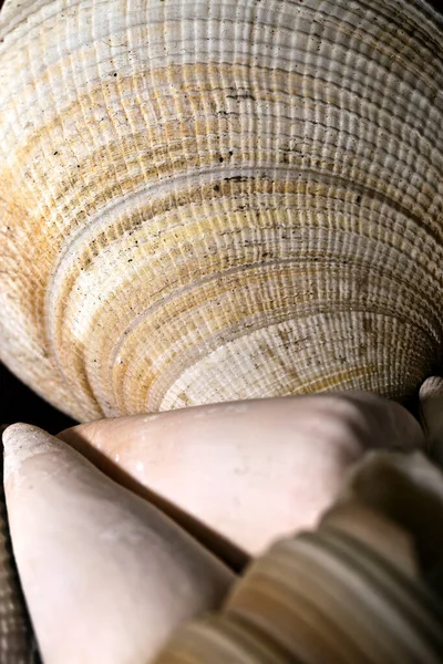 Abstrakte Dekorative Trockene Muscheln Natürliches Konzeptfoto — Stockfoto