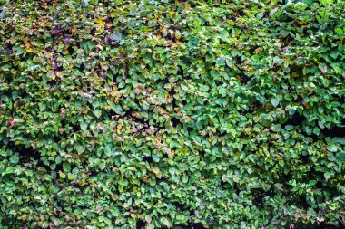 Soyut Arkaplan Doğal Yaprakları Duvar Fotoğrafında