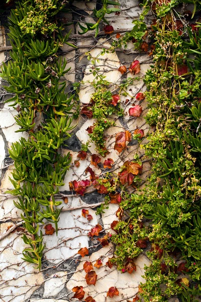 Soyut Arkaplan Doğal Yaprakları Duvar Fotoğrafında — Stok fotoğraf