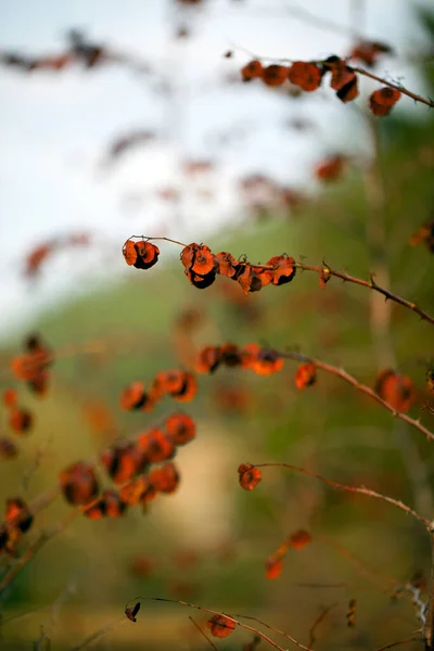 Сезонные Сухие Осенние Листья Природе — стоковое фото