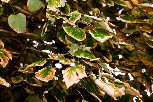 Сезонные Сухие Осенние Листья Природе — стоковое фото